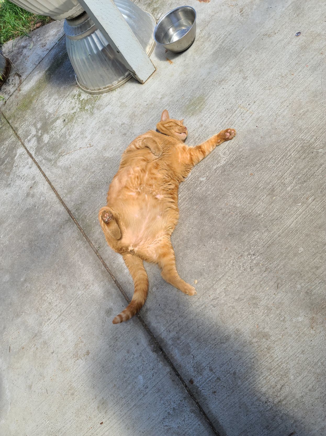 Gato